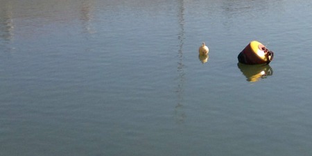Hippo foam-filled buoy